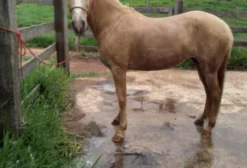 Égua Mangalarga Marchador à Venda - 7 Anos - Bragança Paulista/SP