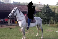 Garanhão de Marcha Batida – Manso, Bonito e Ideal para Reprodução – Ibiúna/SP