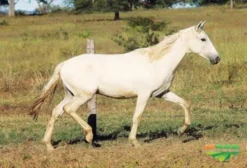 Potro Mangalarga Marchador Registrado – Cor Alazã Amarilha – Conselheiro Lafaiete/MG
