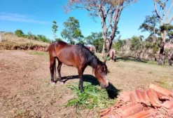 Égua Mangalarga Paulista Dócil para Sela e Passeio em Atibaia SP