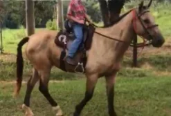 Égua Mangalarga Paulista Doma Mansa para Criança