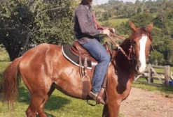 Égua Mangalarga Paulista com Registro e Prenha de Jumento Pega – Descalvado/SP