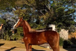 Potro Mangalarga Paulista – Sangue Vermute ACF – Registro 225114/P