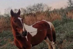 Cavalo Mangalarga Paulista Ligeiro e Top – Venda em Hortolândia (SP)