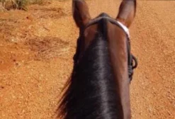 Cavalo Mangalarga Paulista Pampa de Castanho - 4 anos - Inteiro - Rafard/SP