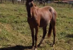 Potra Mestiça Mangalarga de 2 Anos - Pelagem Rosilho Castanho - Chucra