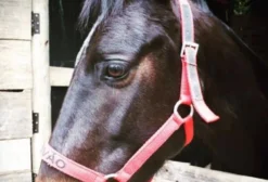 Cavalo Mangalarga Castrado 6 Anos – Vacinado e Vermifugado