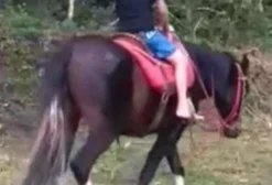 Cavalo Mangalarga Paulista Castrado – 6 Anos – Ubatuba/SP