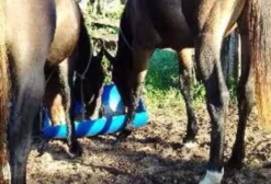Égua Puro Sangue Inglês (PSI) Registrada – Filha de Campeão à Venda em Tupã/SP