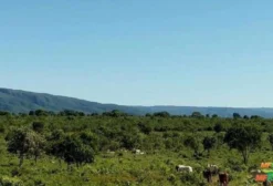 Fazenda para Pecuária em Alto Paraíso de Goiás – 500 ha com Infraestrutura