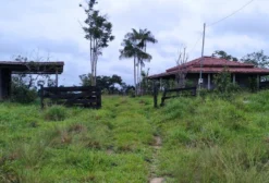 Fazenda em Altamira com 327 Hectares, Águas Correntes e Gado Nelore e Leiteiro