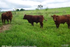 Tourinhos Red Angus Rústicos Criados Exclusivamente a Pasto
