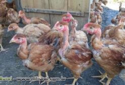 Frango Caipira Label Rouge – Criado a Pasto e Milho – Peso Médio 2,3 kg – Ressaquinha/MG