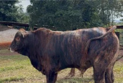 Touro Cruzamento Senangus (Angus + Senepol) – Reproductor PO