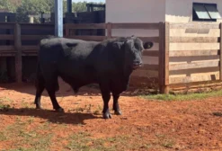 Touro P.O. Aberdeen Angus Certificado e Registrado - Jales/SP