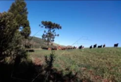 Lote de 800 Cabeças de Gado Angus – Laranjeiras do Sul/PR