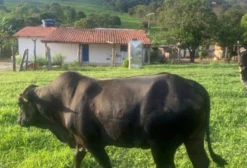 Reprodutor Angus Original - 3 Anos - Itaguara/MG