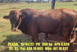 Tourinhos PO Bonsmara 16 a 24 meses com Andrológico - Descalvado/SP