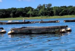 Piscicultura Completa com 250 Tanques-Rede em Alvorada do Sul - PR