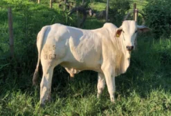 Touro Brahman para Reprodução em Rio Manso - MG