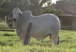 Touros Brahman Elite Criados a Pasto – Genética para Peso e Precocidade