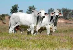 Touros Brahman PO de Alta Genética – Filhos de Campeões Internacionais