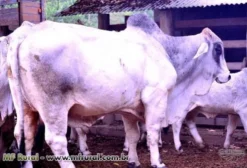 Tourinhos e Touros Brahman PO e POI à Venda em Carmo da Mata - MG