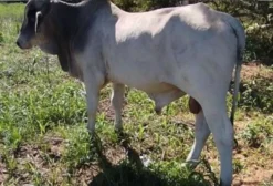 Nelore com Mistura Bahamas - Venda em Banzaê, BA