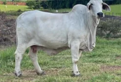 Vaca Brahman PO – Genética Casa Branca – Cesário Lange/SP
