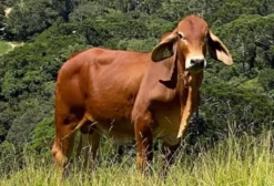 Touro Brahman Vermelho PO Registrado com RGD e Provado