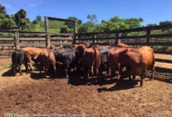 Touros Brangus Registrados e com Andrológico – Prontos para Servir em Caconde/SP
