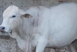 Lote de Gado Canchim: 1 Touro e 2 Novilhas para Reprodução