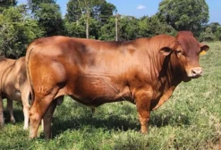 Touro Caracu PO com Registro Definitivo e Exame Andrológico - Pirassununga/SP
