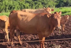 Lote de Vacas Caracu Registradas - Geração 2020/2021 - Corte - Pirassununga/SP
