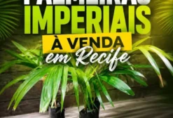 Mudas de Palmeira Imperial – 50 cm para Paisagismo
