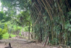 Bambu em Moitas para Agricultura - 150 m² - Bonfim/MG