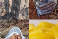 Ramas de Mandioca Amarela IAC 576.70 – Alta Produtividade para Plantio