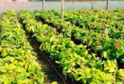 Mudas Clonadas de Cacau para Recuperação de Lavoura