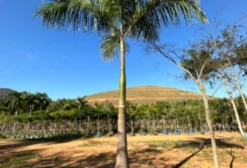 Muda de Palmeira Imperial – 5, 10 e 12 metros de tronco