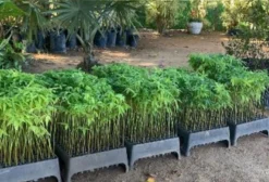 Mudas de Árvores Nativas para Reflorestamento e Compensação Ambiental