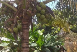 Muda de Coqueiro Anão Adulto Produzindo com Cacho – Astolfo Dutra MG