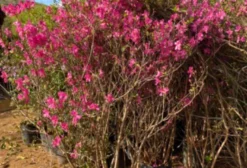 Azaleia Roxa em Vaso de 40 Litros – 2 Metros de Altura