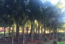 Mudas de Palmeira Imperial e Real – Adultas e Ornamentais para Jardim