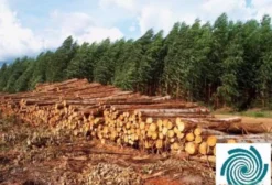 Toras de Eucalipto Urograndis para Exportação – Altamira do Paraná/PR
