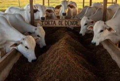 Farelo de Dendê Processado para Alimentação Animal – Gado, Frango e Suínos