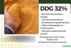 DDG 32% Proteína para Nutrição Animal e Confinamento - Alto Teor Proteico e Energético