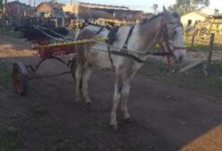 Potro American Trotter Manso para Montaria ou Carroça
