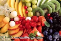 Venda de Mirtilo, Morango e Amora Congelados por Atacado