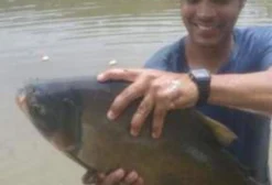Tilápia e Peixes Redondos para Venda em São Paulo - SP