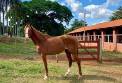Égua Puro Sangue Árabe Alazã para Salto – 8 Anos